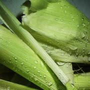 try corn husks for grilling