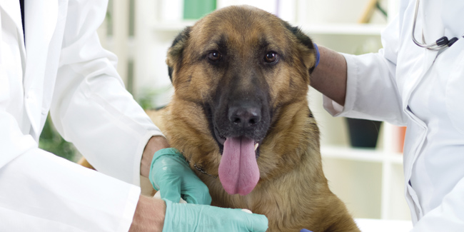 Pet First Aid & Disaster Response Pet First Aid & Disaster Response