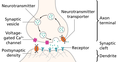 synaptic pruning