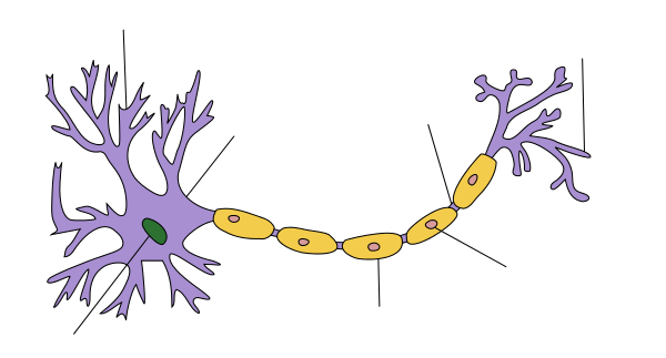 myelin