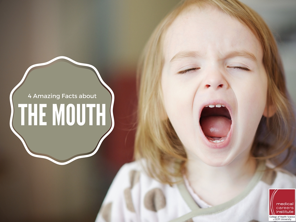 facts about the mouth